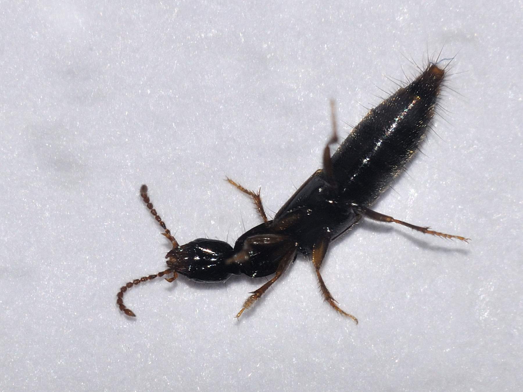 Staphylinidae: probabile Othius punctulatus